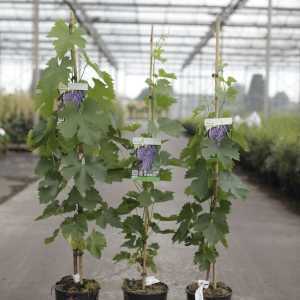 Vitis 'Merlot' 80-100cm