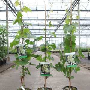 Vitis 'Muscat of Alexandria' 80-100cm