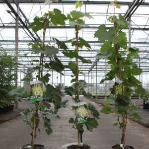 Vitis 'Palatina'  80-100cm