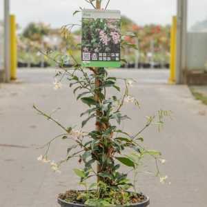 Trachelospermum Jasminoides (Star Jasmine)  