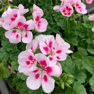 Geranium Potted Fairy Splash (Summer Bedding) 10.5cm Pot