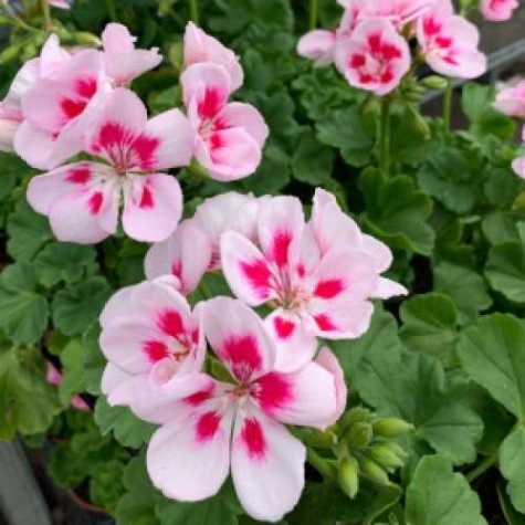 Geranium Potted Linus Pink Eye (Summer Bedding) 10.5cm Pot