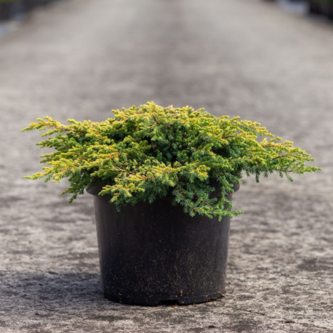 Juniperus (Juniper) Chinensis Goldschatz