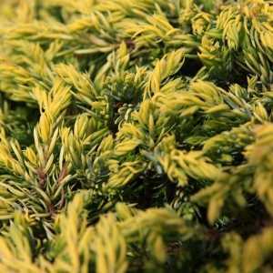 Juniperus (Juniper) Chinensis Goldschatz