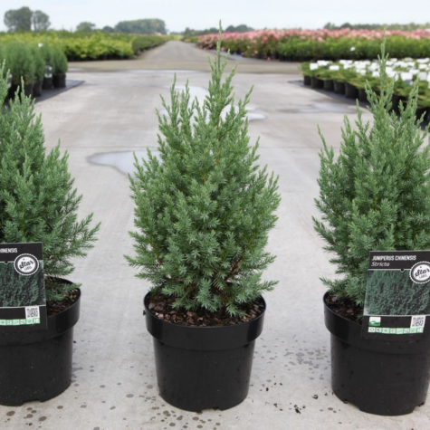 Juniperus (Juniper) Chinensis Stricta