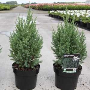 Juniperus (Juniper) Chinensis Stricta