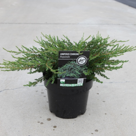 Juniperus (Juniper) Communis Repanda (Common Juniper)