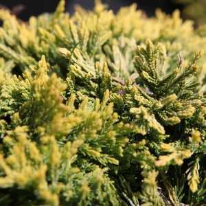Juniperus (Juniper) Horizontalis Golden Carpet Creeping Juniper