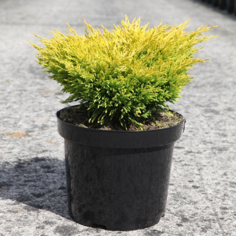 Juniperus (Juniper) Horizontalis Lime Glow