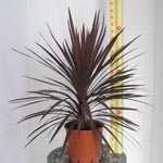 Cordyline Red Star 3 Trunk 18L