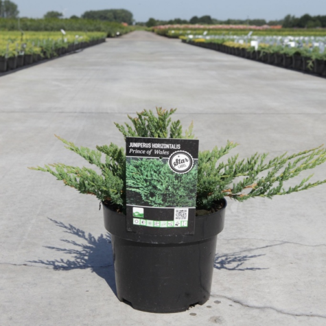 Juniperus (Juniper) Horizontalis Prince of Wales