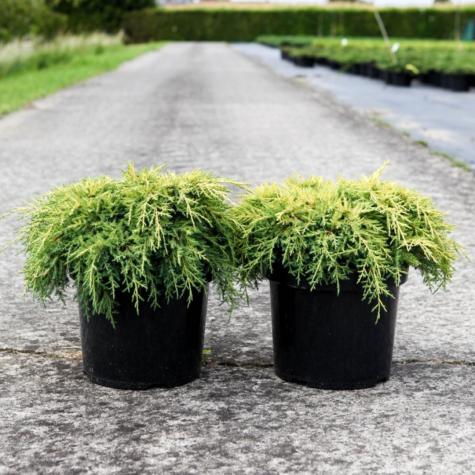 Juniperus (Juniper) Pfitzeriana Goldkissen