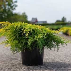 Juniperus (Juniper) Pfitzeriana Goldkissen