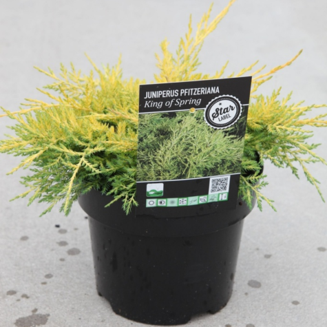 Juniperus (Juniper) Pfitzeriana King of Spring