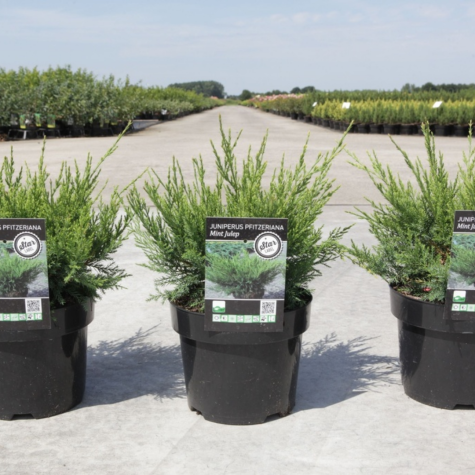 Juniperus (Juniper) Pfitzeriana Mint Julep