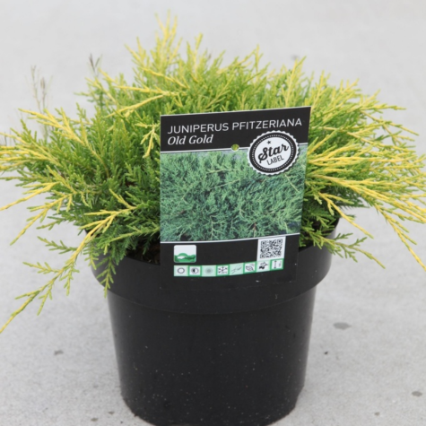 Juniperus (Juniper) Pfitzeriana Old Gold