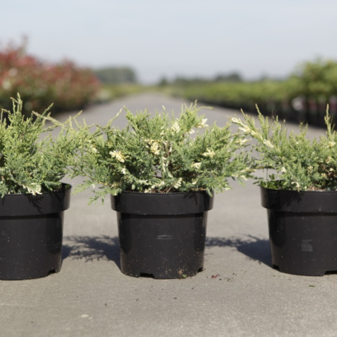 Juniperus (Juniper) Pfitzeriana White Splash