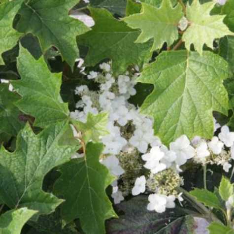 Hydrangea Quercifolia Burgundy Oakleaf Hydrangea