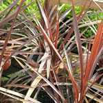 Cordyline Red Star 12L