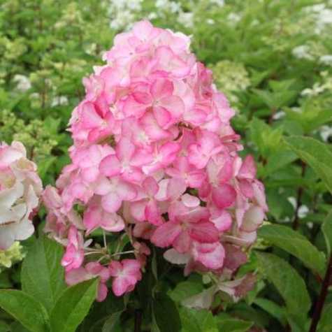 Hydrangea Paniculata Fraise Melba