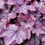 Heuchera 