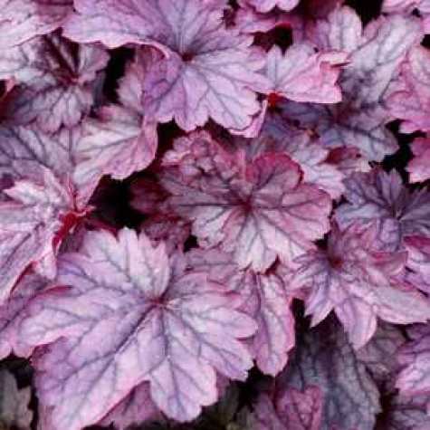 Heuchera 'Shanghai' (Coral Bells)