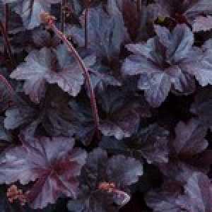 Heuchera Black Pearl