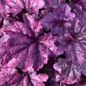 Heuchera Wild Berry