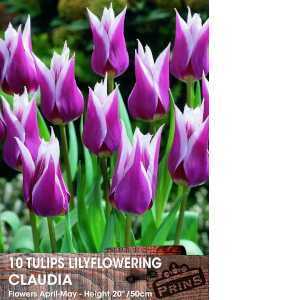 Tulip Blubs Lilyflowering Claudia 10 Per Pack