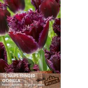 Tulip Bulbs Fringed Gorilla 10 Per Pack