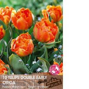 Tulip Bulbs Double Early Icoon 10 Per Pack
