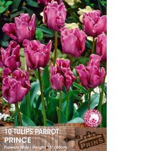 Tulip Bulbs Parrot Prince 10 Per Pack