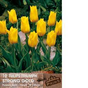 Tulip Bulbs Triumph Strong Gold 10 Per Pack