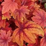 Heuchera 