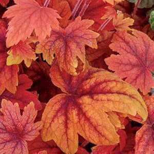 Heuchera 'Sweet Tea' (Foamy Bells)