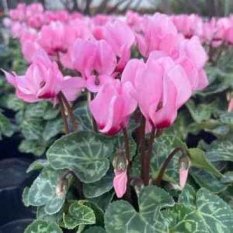 Cyclamen Mini Winter Potted Light Pink