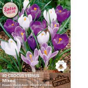 Crocus Vernus Bulbs Purple White Mix Bulbs 40 Per Pack