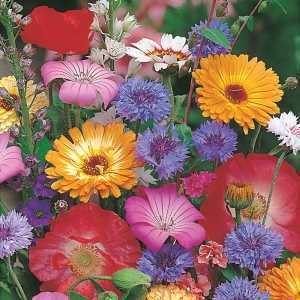 RHS Cottage Garden Mix Seed Collection