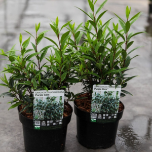 Sarcococca Hookeriana Purple Gem