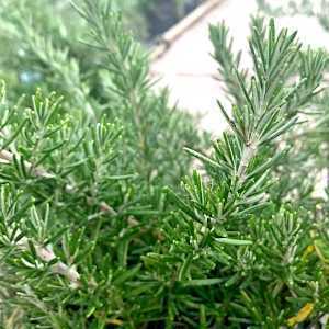 Rosemary Oficinalis Corsican Blue