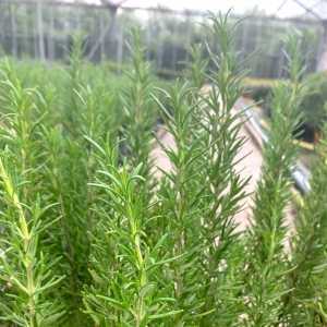 Rosemary Oficinalis Barbecue