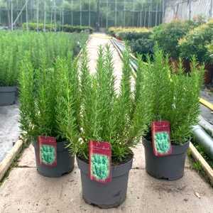 Rosemary Oficinalis Barbecue