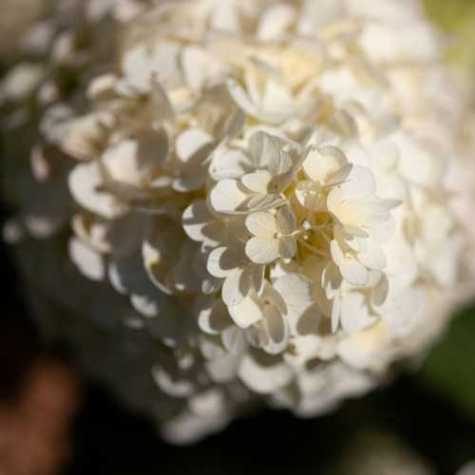 Hydrangea Paniculata 'Polar Bear'