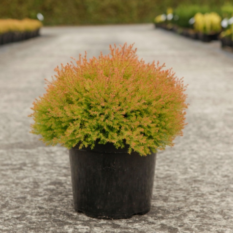 Thuja occidentalis FIRE CHIEF
