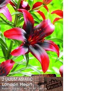 2 Lilium Asiatic London Heart