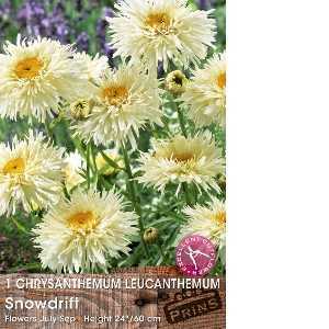 1 Chrysanthemum Leucanthemum Snowdrift,