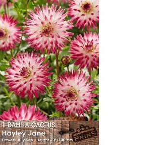 1 Dahlia Cactus Hayley Jane