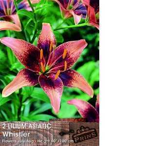 2 Lilium Asiatic Whistler