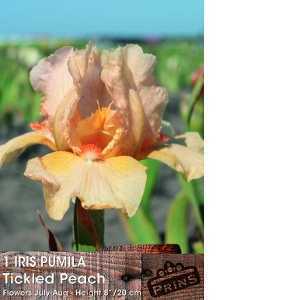 1 Iris Pumila Tickled Peach