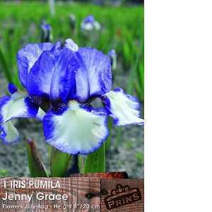 1 Iris Pumila Jenny Grace